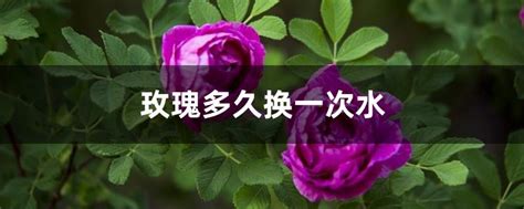 玫瑰花多久澆一次水|玫瑰花多少天澆一次水